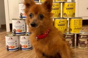 Wolfík, obdarovaný