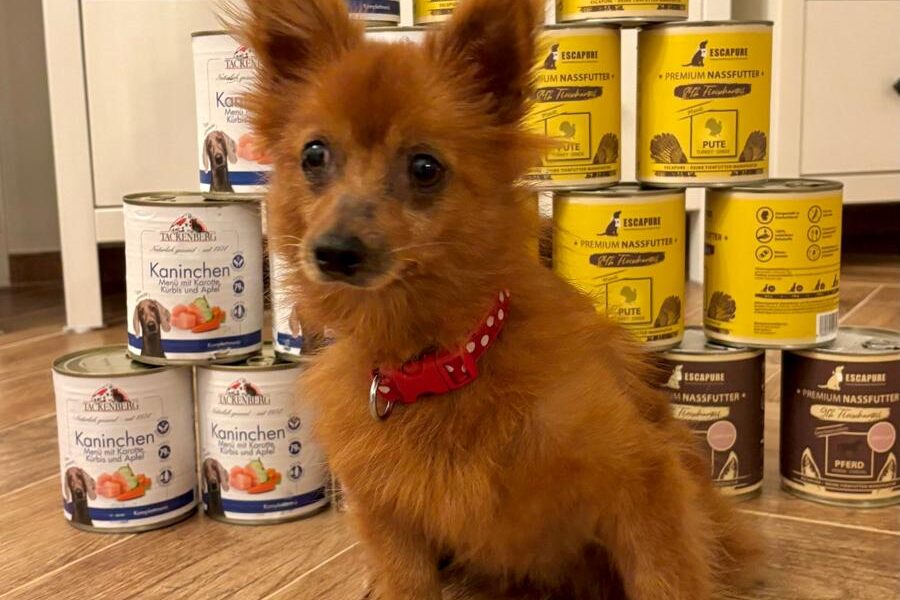 Wolfík, obdarovaný