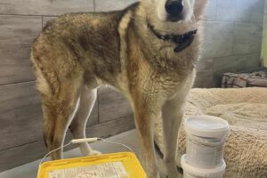 Velký projekt – Vircon, splněno