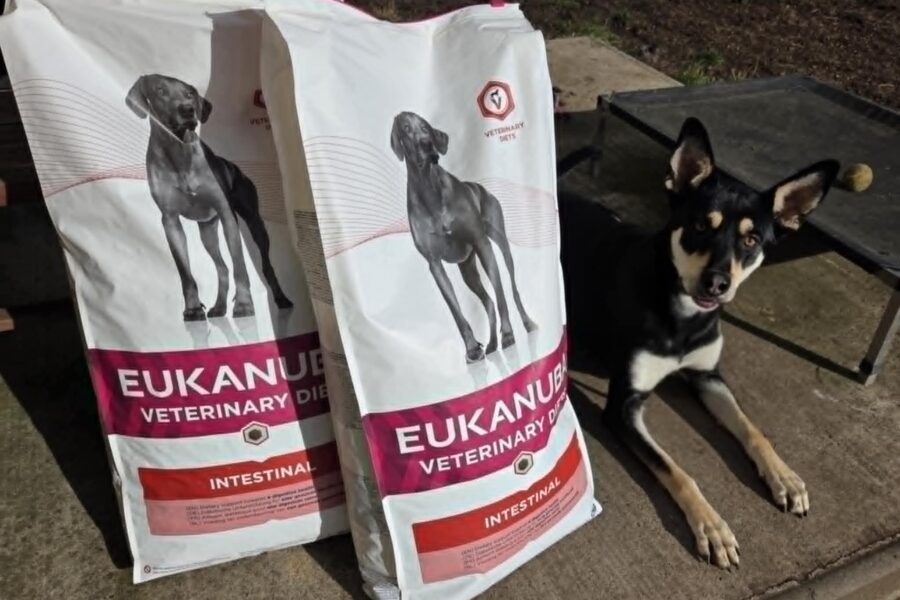 Kukíno, obdarovaný