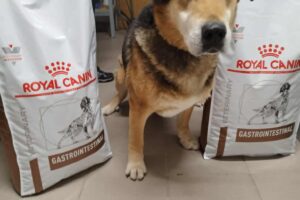 Rex II., obdarovaný