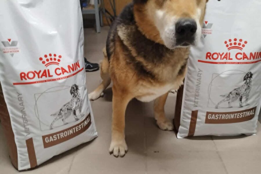 Rex II., obdarovaný