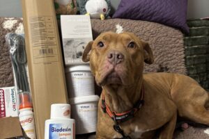 Jassmin, obdarovaná