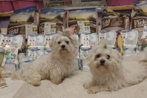 Ben a Kim, obdarovaní