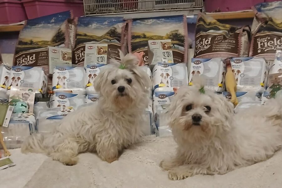 Ben a Kim, obdarovaní