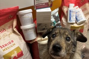 Pan Brokolička, našel domov