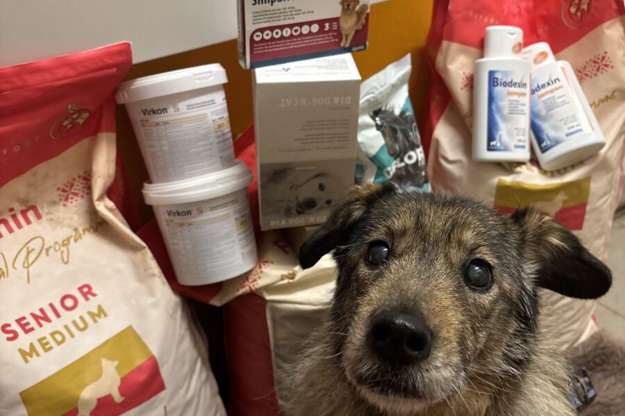 Pan Brokolička, našel domov