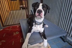 Velký projekt – ortopedická lehátka