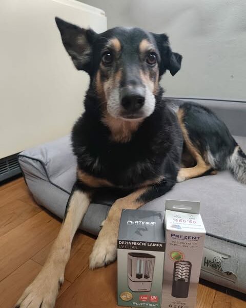 Velký projekt – germicidní lampa