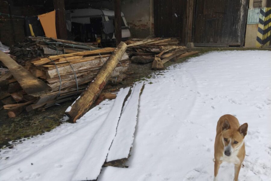 Velký projekt – dřevo