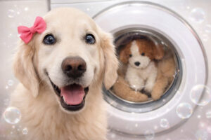 Velký projekt – prací prostředky