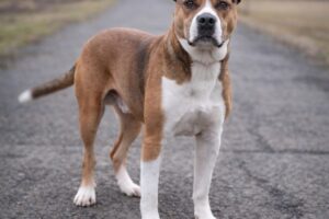 Tyson