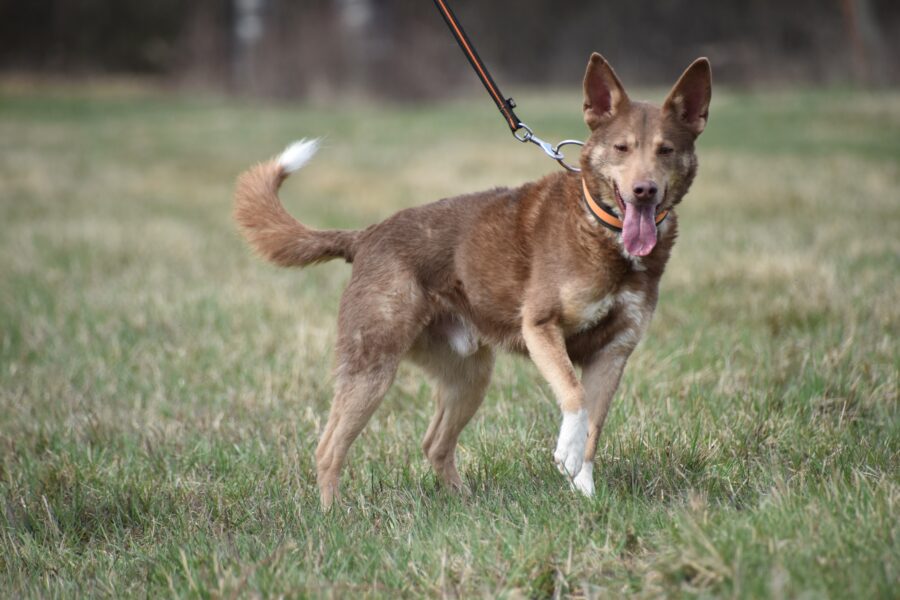 Dingo
