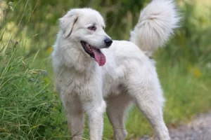 Sebastien