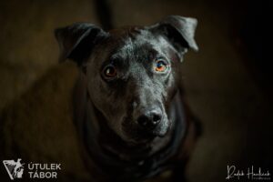 Coal