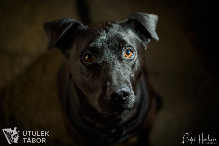 Coal