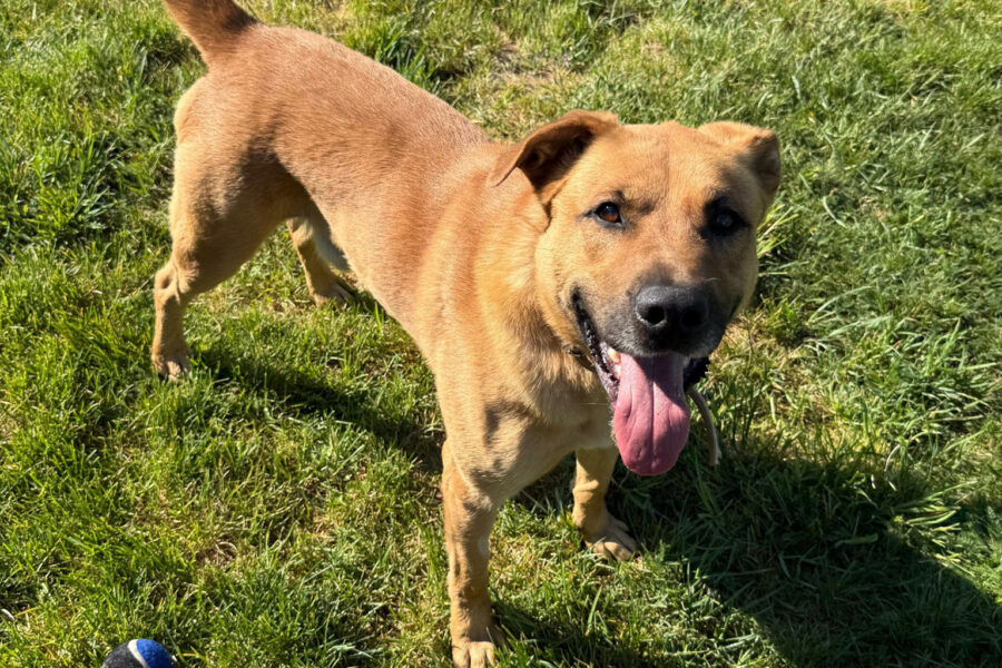 Elvis