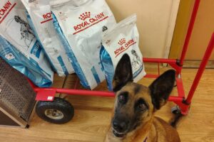 Velký projekt – analergenní granule pro Malinu