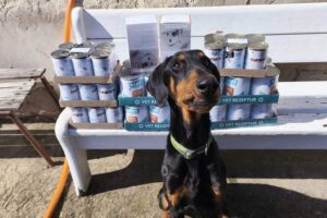 Velký projekt – tablety DiaDog