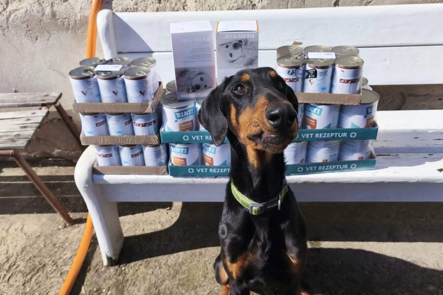 Velký projekt – tablety DiaDog