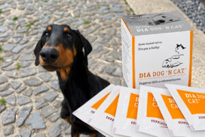 Velký projekt – tablety DiaDog