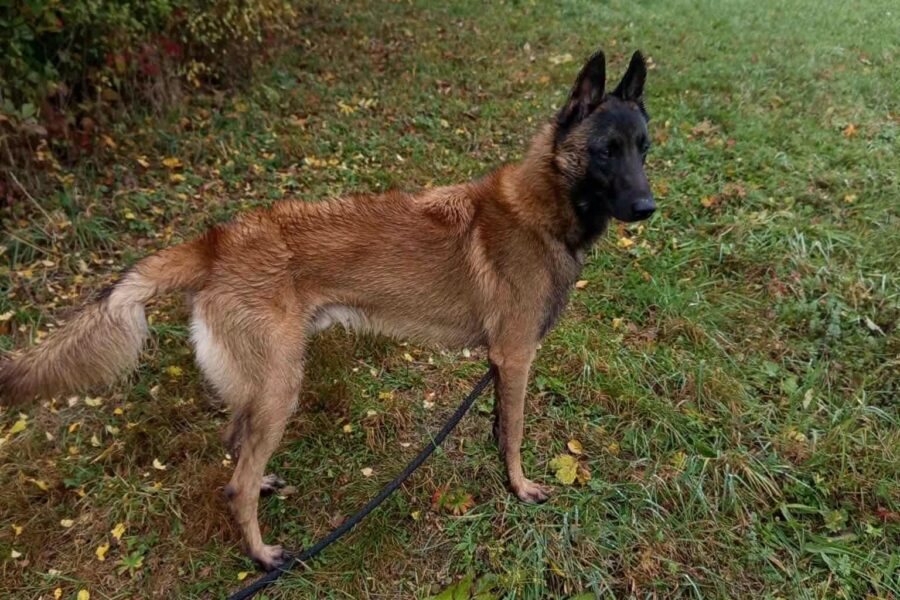 Max